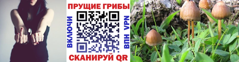 Галлюциногенные грибы мицелий  hydra tor  Хадыженск 